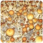 Псилоцибиновые (галлюциногенные)  грибы Psilocybin "Golden Teacher" в Куровском