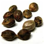 Семена марихуаны АК-47  (Seeds AK-47) в Куровском